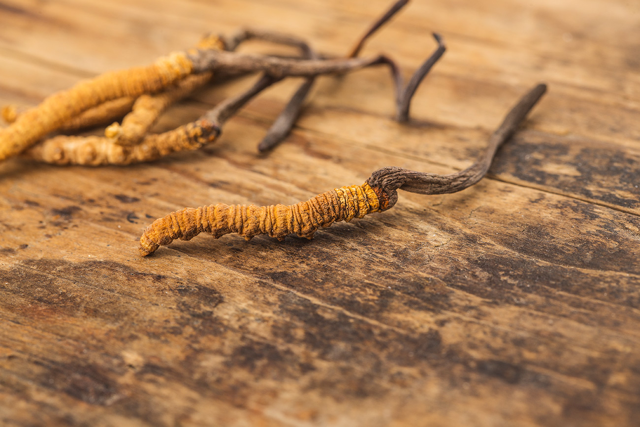 hogyan segithet a Cordyceps