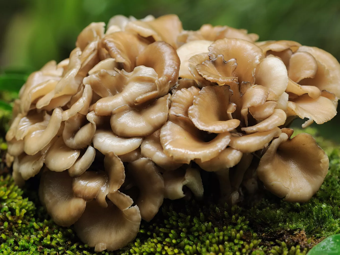Maitake gomba