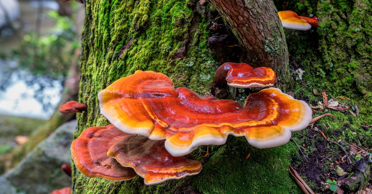 reishi mushroom nf